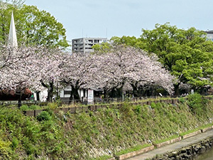 桜